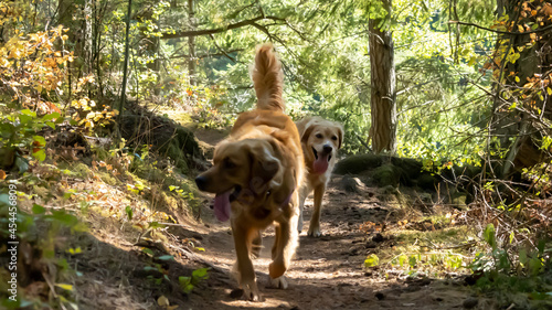 Canvas Print Two dogs playing in the forest