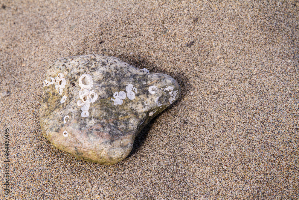 Empty acorn barnacle shells attached to a small rock on a beach; A cluster of white acorn barnacle shells Empty acorn barnacle shells attached to a small rock on a beach; A cluster of white acorn barnacle shells