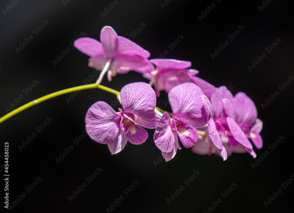 Obraz premium orchid on black