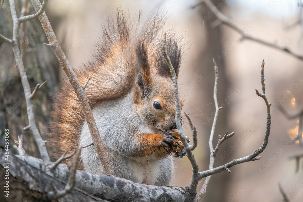 The squirrel sits on a branches in the winter or autumn The squirrel sits on a branches in the winter or autumn