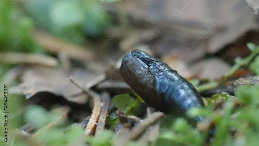 A black pupa on the forest ground along with the dried leaves from the trees in Estonia A black pupa on the forest ground along with the dried leaves from the trees in Estonia