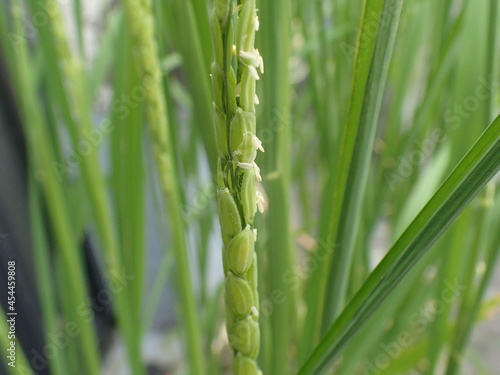 米の花白い稲の花