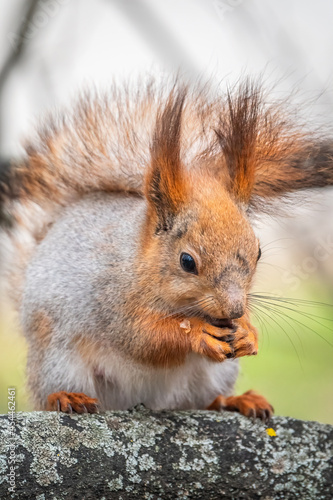 The squirrel with nut sits on a branches in the spring or summer.