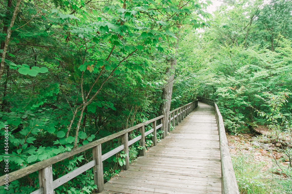 Obraz premium ハイキングコース 信州 赤沢自然休養林