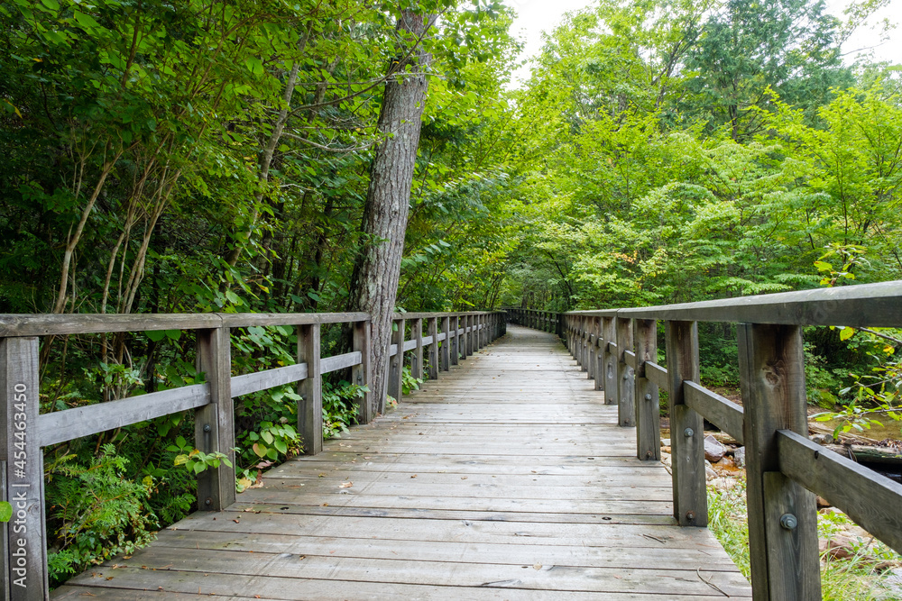 Obraz premium ハイキングコース 信州 赤沢自然休養林