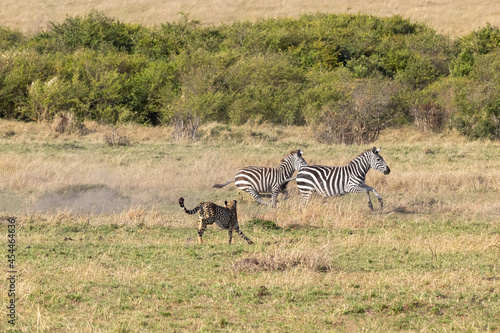 Ein Gepard jagt zwei flüchtende Zebras in der Seitenansicht photo