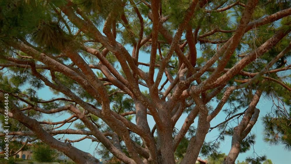 Rotating view of a multi branch evergreen tree against a teal sky Rotating view of a multi branch evergreen tree against a teal sky