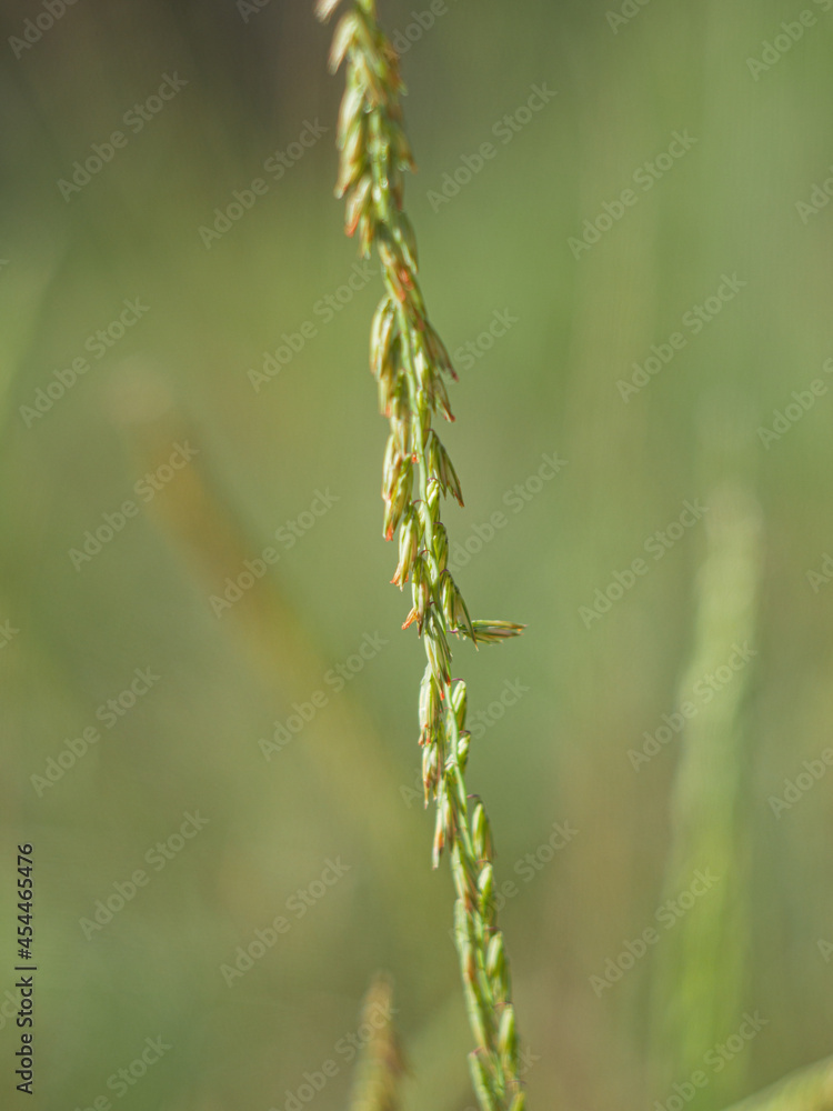 Close-up of wheatgrass in a Texas field Close-up of wheatgrass in a Texas field