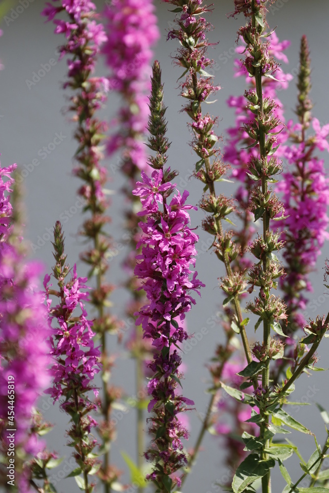Obraz premium close up of flowers