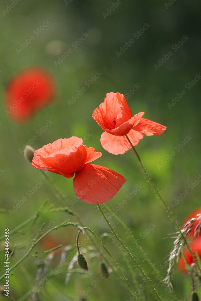 poppy, flower, beautiful, blossom, close-up, macro, nature, summer, red, field, garden, flowers, plant, spring, beauty, poppies, flora, floral, blossom, bloom, petal, meadow, petals, color, closeup poppy, flower, beautiful, blossom, close-up, macro, nature, summer, red, field, garden, flowers, plant, spring, beauty, poppies, flora, floral, blossom, bloom, petal, meadow, petals, color, closeup