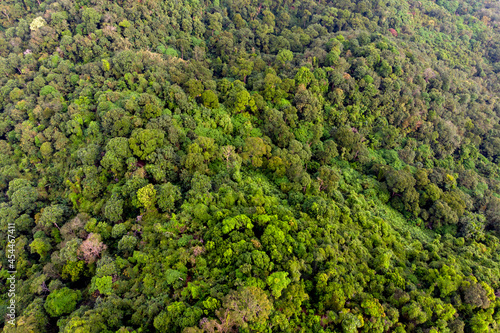 Aerial top-down view forest tree, Rainforest ecosystem and healthy environment concept and background, Texture of green tree forest view from above. © ltyuan