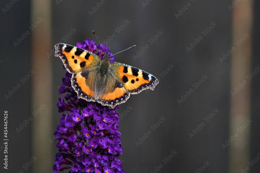 Orange Tortoiseshell butterfly (Aglais urticae) feeding on Buddleia flower also known as Butterfly bush, summer lilac. Orange Tortoiseshell butterfly (Aglais urticae) feeding on Buddleia flower also known as Butterfly bush, summer lilac.