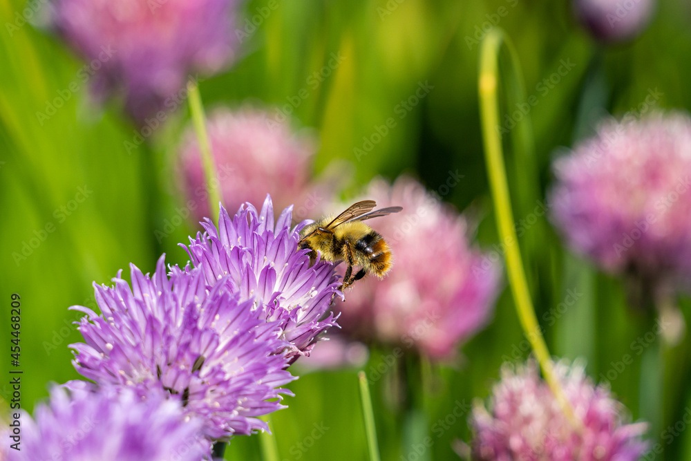 close up of a honey bee pollinating on purple flower in the garden close up of a honey bee pollinating on purple flower in the garden