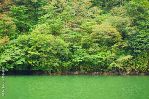 遊覧船から見る山の木々が水面に張り出している庄川峡