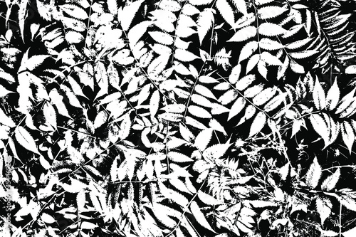 Grunge texture of meadowsweet branches. Black and white background of nature, meadowsweet leaves. Vector illustration. Overlay template.