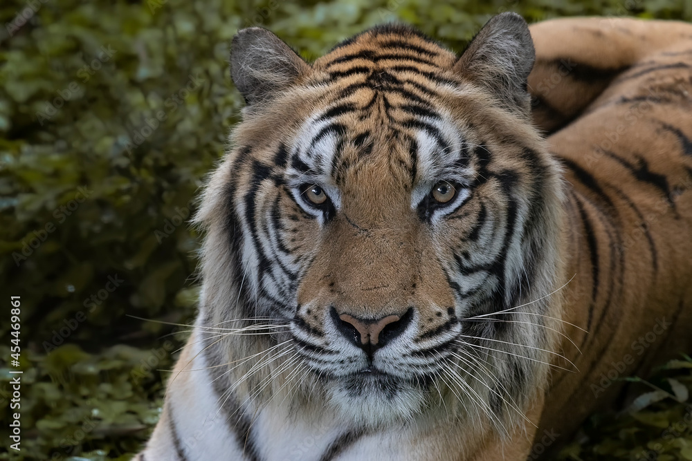 Fototapeta premium Big Tiger watching in the dark to strike their prey, tiger is a natural carnivore predator. 