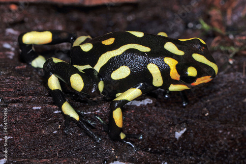 Oophaga histrionica Anchicaya photo