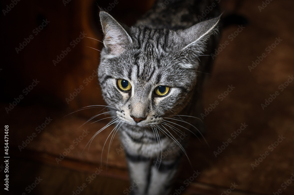 Head of a cute gray cat on a dark background 