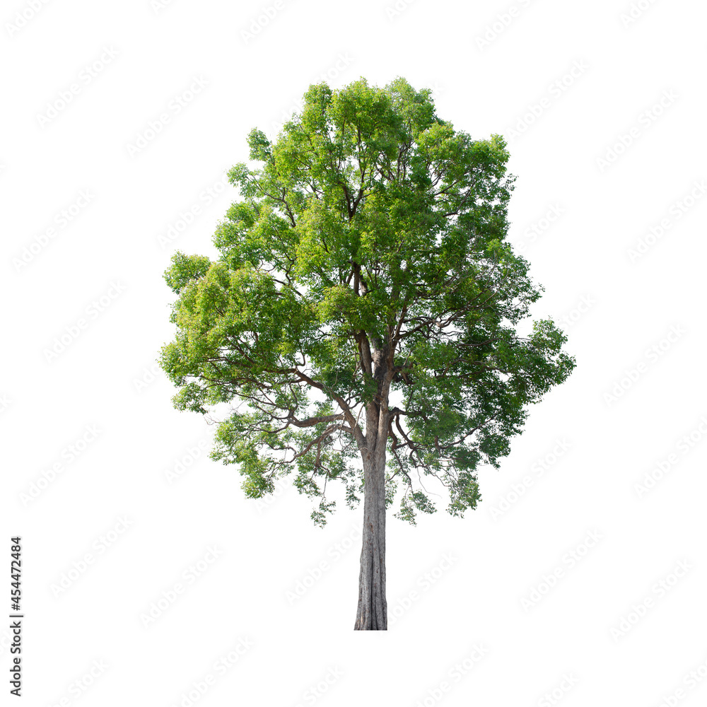Obraz premium Tree isolated on white background.
