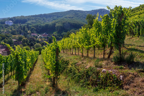 View of the vineyards in Alsace