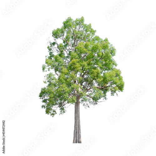 Tree isolated on white background.