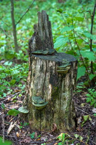Stump in the forest overgrown with mushrooms and moss.