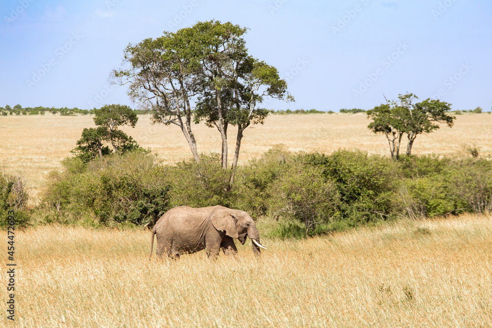 Fototapeta premium Alone Elephant walking on the savanna in Africa