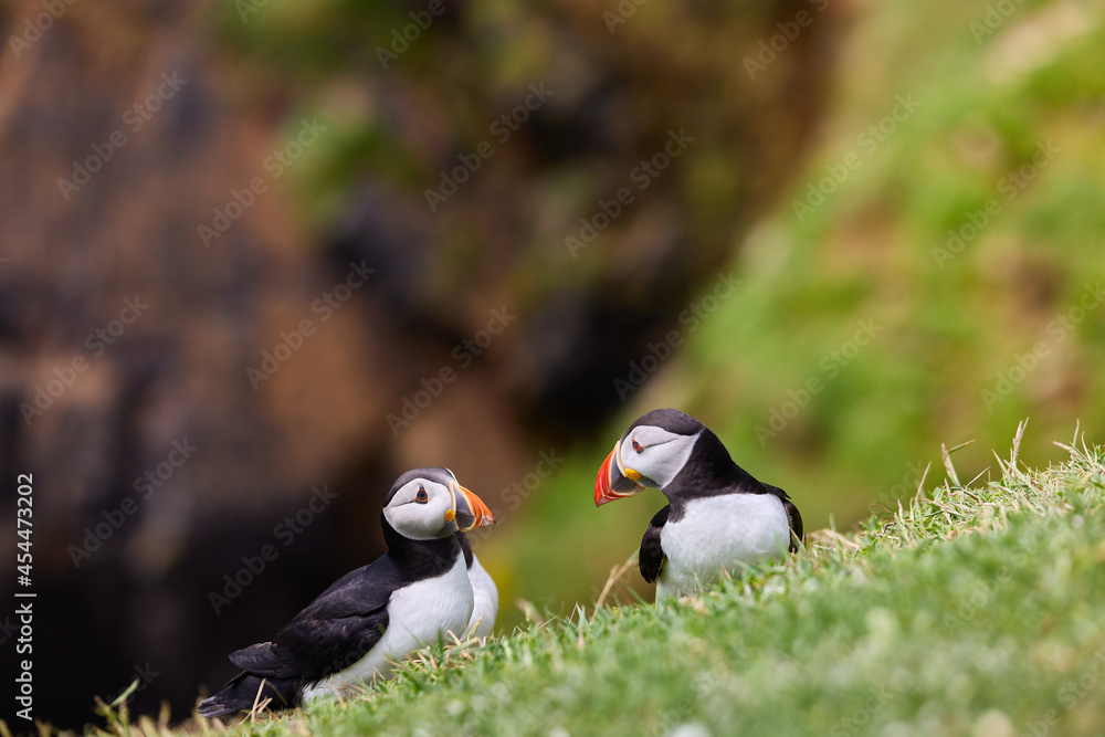 puffin standing on a rock cliff . fratercula arctica puffin standing on a rock cliff . fratercula arctica