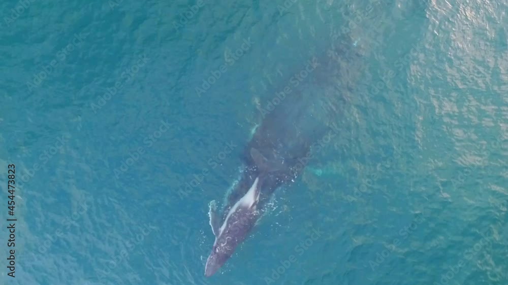 Amazing aerial view of calf and mother humpback whale staying together in the warm water of Sainte Marie, Madagascar Amazing aerial view of calf and mother humpback whale staying together in the warm water of Sainte Marie, Madagascar