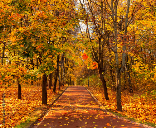 Autumn alley in colorful trees in park in autumn day. Autumn landscape.