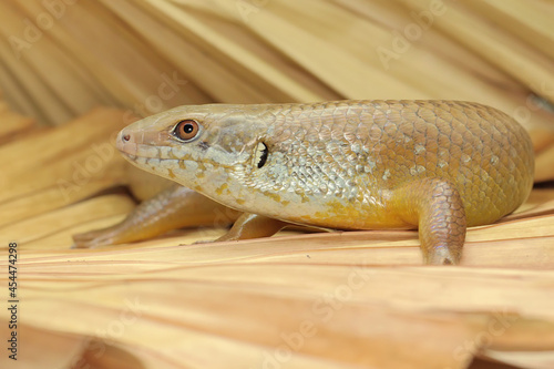 A major skink is looking for prey on a dry palm leaf. This amphibian has the scientific name Bellatorias frerei.  photo