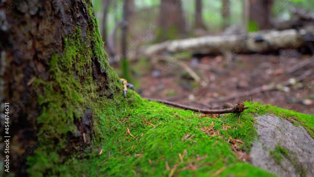Yellow spotted salamander lizard on green moss tries to hide in the forest among the branches and leaves. Foggy weather. Yellow spotted salamander lizard on green moss tries to hide in the forest among the branches and leaves. Foggy weather.