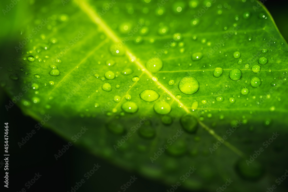 Rain water on green leaf macro.Beautiful drops and leaf texture in nature. Rain water on green leaf macro.Beautiful drops and leaf texture in nature.