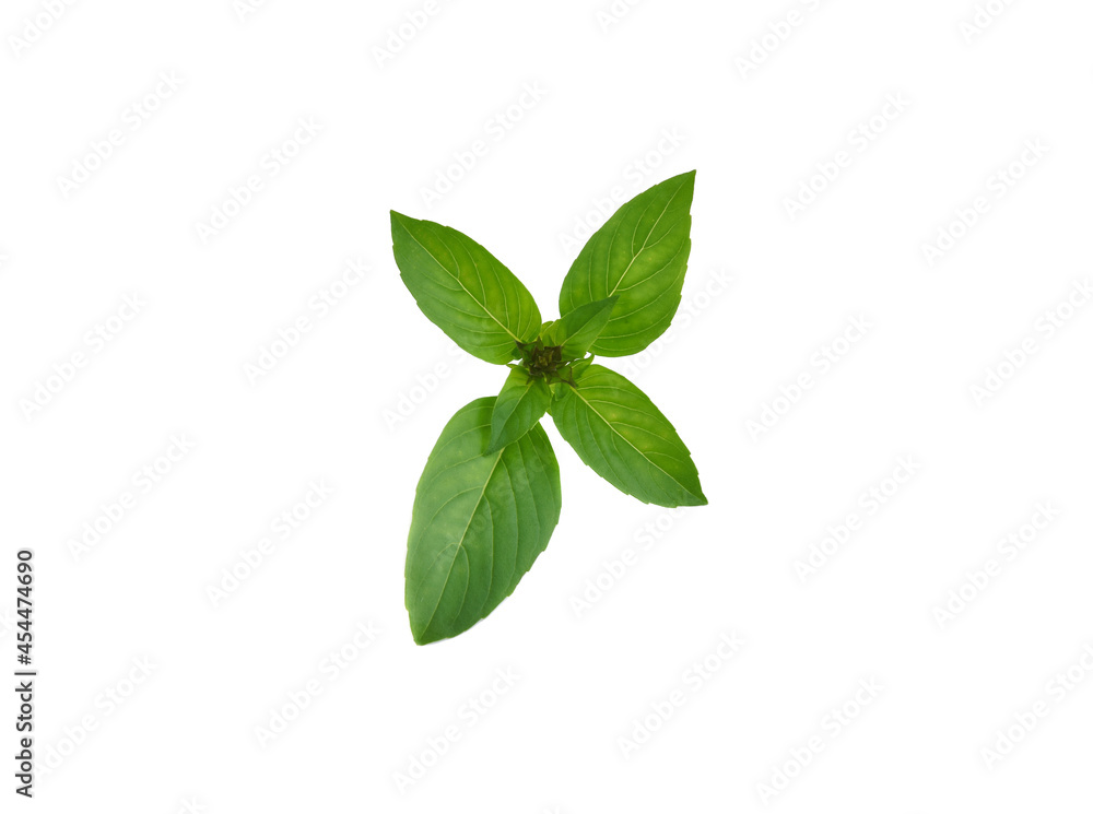 Fresh basil leaves isolated on white background Fresh basil leaves isolated on white background