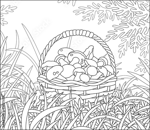Big wicker basket full of picked mushrooms among grass on an autumn forest glade, black and white outline vector cartoon illustration for a coloring book page