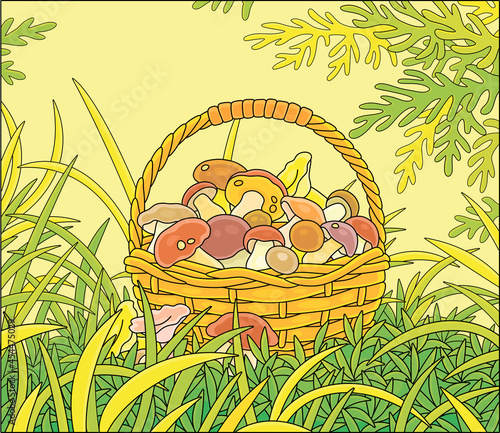 Big wicker basket full of picked mushrooms among grass on an autumn forest glade, vector cartoon illustration
