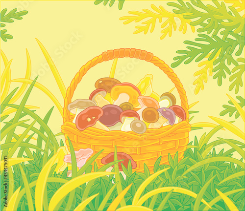 Big wicker basket full of picked mushrooms among grass on an autumn forest glade, vector cartoon illustration