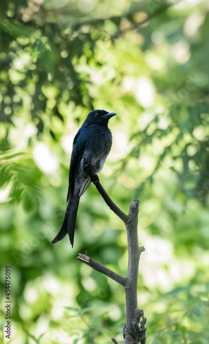Black drongo, Dicrurus Macrocercus bird perched on a stick. A beautiful dark black-feathered common bird in Sri Lanka.