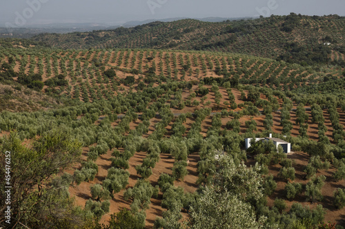 typical Andalusian farmhouse surrounded by olive groves in southern Spain. Cordoba, Andalusia