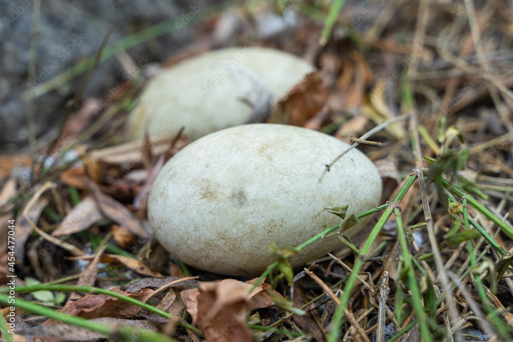 Black Swan Eggs Swan Nest Swan Nest Goose Egg Duck Egg Black Swan Eggs Swan Nest Swan Nest Goose Egg Duck Egg