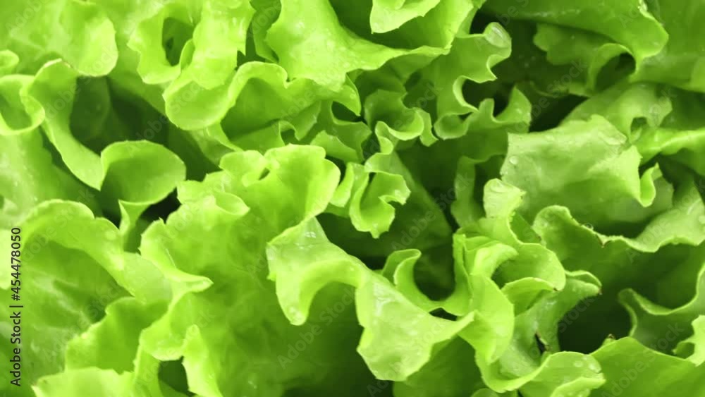 Fresh ripe curved greenery lettuce leaves covered by water drops rotating extreme closeup macro Fresh ripe curved greenery lettuce leaves covered by water drops rotating extreme closeup macro