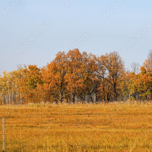 Beautiful autumn orange-yellow forest. Autumn landscape