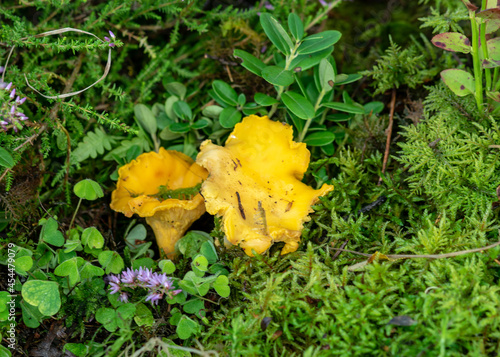 colorful photo with mushroom close-up, traditional forest vegetation, heather, moss, ferns, grass, forest in autumn, mushroom collection for eating