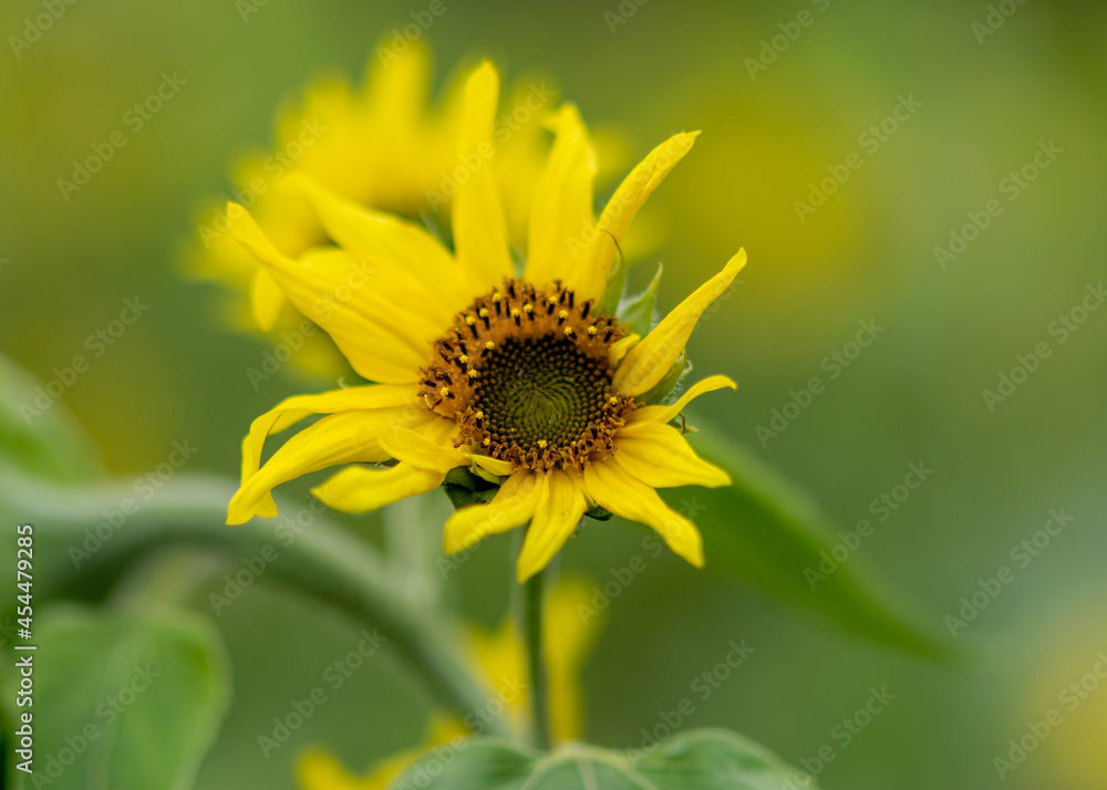 autumn landscape with yellow sunflower flower fragments, beautiful sunflower flowers, autumn time autumn landscape with yellow sunflower flower fragments, beautiful sunflower flowers, autumn time