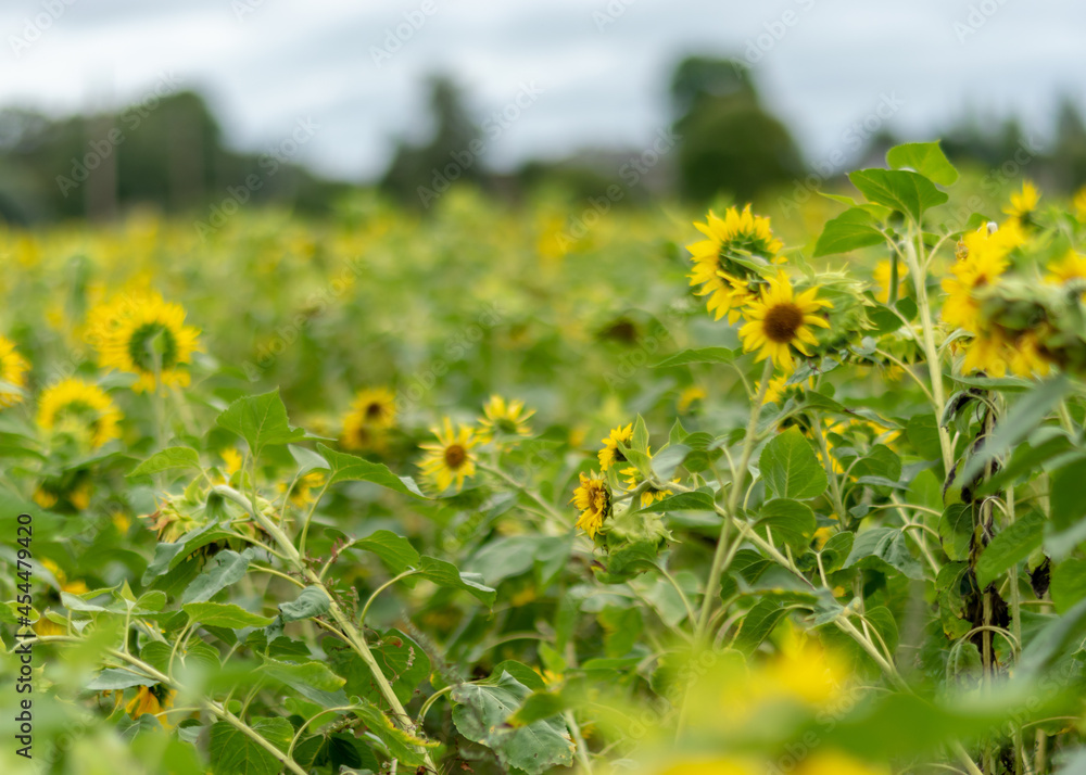 bright autumn landscape with sunflower field, yellow sunflower flower fragments, autumn