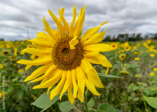 autumn landscape with yellow sunflower flower fragments  beautiful sunflower flowers  autumn time