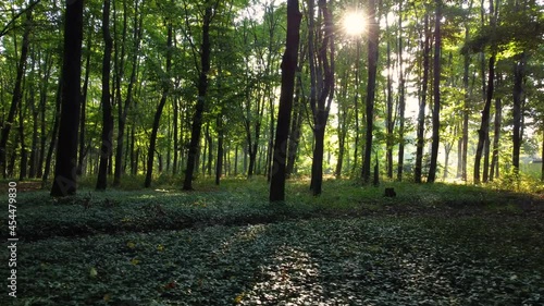 Walk through the green forest in the morning with the sunrise photo