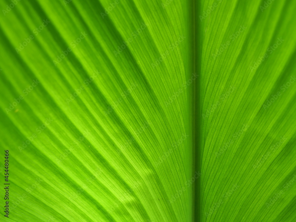 Green color lines and stripes on the surface of Turmeric leaf, Abstract background from the bright with dark areas by natural light Green color lines and stripes on the surface of Turmeric leaf, Abstract background from the bright with dark areas by natural light