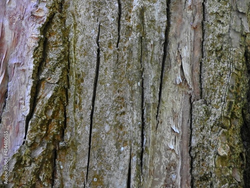 tree texture
