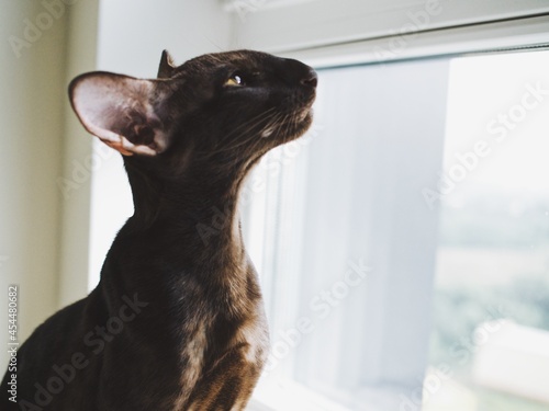 Obraz na plátne domestic pet, black cat breed oriental